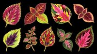 Colorful coleus leaves clipart set isolated on transparent background, ready for stickers, t-shirt design, print on demand, sublimation, and botanical crafts.