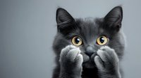 Adorable gray cat with bright yellow eyes holding paws near face in playful pose against neutral background, creating emotional expression of surprise or shyness.
