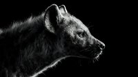 Dramatic black and white portrait of spotted hyena in profile against dark background showcasing detailed fur texture and facial features for wildlife photography.