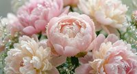 Soft pink and white peony flowers in full bloom creating romantic floral arrangement for wedding decor, spring celebrations and feminine design projects.