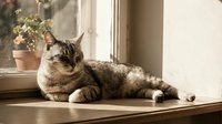 Tabby cat resting on a sunny windowsill with a potted plant in soft warm light, evoking cozy home comfort and peaceful relaxation.
