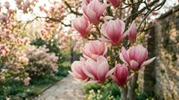 Pink magnolia blossoms bloom on branches in spring garden setting, ideal for nature, seasonal, and botanical design projects.