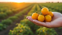 Fresh orange cherry tomatoes in cupped hands at sunset over agricultural field rows. Organic farming harvest concept for healthy eating and agriculture.
