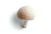 Spotted white mushroom with textured cap isolated on white background, perfect for culinary, nature, or botanical design projects.