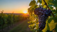 Purple grapes hanging on vine during golden hour sunset in vineyard with warm sunlight creating beautiful bokeh effect through green leaves.