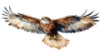 Majestic eagle with spread wings soaring in flight, watercolor style artwork on white background, isolated design element for creative projects and wall decor.