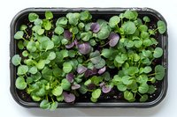 Fresh microgreens mix of green and purple leaves growing in container, organic healthy sprouts for garnishing and salads, raw food ingredients.
