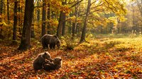 Brown bears in autumn forest with golden foliage, mother and cubs in natural woodland habitat during fall season for wildlife and nature content.