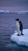 Emperor penguin standing on ice floe at twilight in polar waters, wildlife photography for nature and arctic conservation themes.