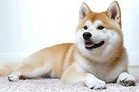 Smiling Akita Inu dog with red and white fur lying on carpet against light background. Friendly purebred canine companion showing happy expression.