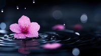 Pink cherry blossom floating on dark rippling water with water drops and bokeh lights creating serene spa atmosphere. Natural zen wellness concept.