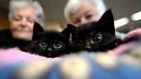 Two adorable black kittens with bright blue eyes being cared for by elderly women volunteers at animal shelter or rescue center for pet adoption.