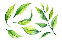 Fresh green watercolor leaves and branches on white background, isolated botanical elements for nature-inspired designs and spring decorative projects.