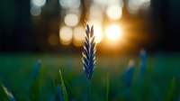 Single wheat stalk in focus against blurred sunset background with warm golden light and bokeh effects in agricultural field during golden hour.