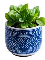 Fresh green peperomia plant growing in decorative blue and white ceramic pot with geometric pattern design, isolated on white background for home decor.