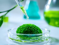 Laboratory pipette dropping green liquid onto moss sample in petri dish for botanical research and plant biology experiments.