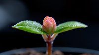 Pink flower bud emerging between two green leaves covered in morning dew drops against dark background, macro nature photography showing new life and growth.
