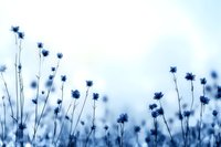 Delicate blue wildflowers silhouetted against soft sky background create dreamy natural atmosphere with shallow depth of field for romantic mood.
