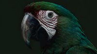 Green macaw parrot head profile with detailed feather texture and striking eye against dark background for wildlife and nature projects.