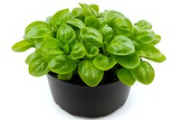 Fresh basil plant with bright green leaves growing in black plastic pot, isolated on white background for culinary and gardening concepts.