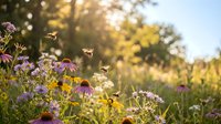Bees pollinating wildflowers in sunny meadow with purple coneflowers and yellow blooms, ideal for nature, gardening, and environmental design projects.