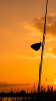Silhouetted butterfly perched on grass stem against golden sunset sky with warm orange and yellow tones, suitable for nature and wildlife backgrounds.