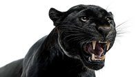 Fierce black panther showing fangs and aggressive expression against white background, isolated dramatic portrait of wild big cat with open mouth and teeth.
