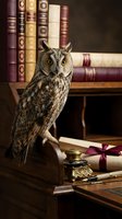 Wise owl perched on antique wooden desk surrounded by vintage leather-bound books in scholarly library setting for education and wisdom concepts.