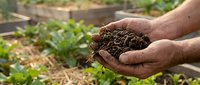 Weathered male hands holding rich dark compost soil with earthworms in a garden, showcasing organic farming and sustainable gardening practices.