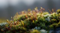 Macro close-up of vibrant moss and lichen growing on forest floor with shallow depth of field, golden sunlight filtering through misty woodland background, nature and botanical stock photography.