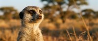 Meerkat standing alert in golden savanna grassland during warm sunset light with acacia trees blurred in background creating natural wildlife habitat scene.