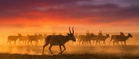 Silhouettes of migrating caribou herd crossing dusty plains during golden hour sunset with dramatic orange and purple sky creating wildlife migration scene.