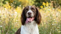 Happy brown and white springer spaniel dog portrait in sunny autumn meadow with golden bokeh background for pet care and animal lifestyle content.