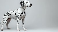 Dalmatian dog with distinctive black spots on white coat standing in profile against neutral background, isolated for design use.