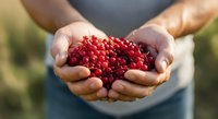 Farmer holding fresh red currants in cupped hands outdoors, showcasing harvested berries for agricultural, food, and farming industry use.
