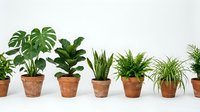 Collection of popular houseplants in terracotta pots including monstera, fiddle leaf fig, snake plant, and spider plant arranged on white surface for home decor.