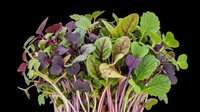 Microgreens mix with purple and green seedlings isolated on transparent background, ready for culinary, nutrition, wellness, and design projects including print-on-demand and digital use.