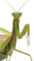 Green praying mantis isolated on white background, front view showing detailed head, wings, and legs. Suitable for educational materials, wildlife design, and nature illustrations.