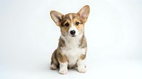 Adorable Corgi puppy sitting on white background, tricolor coat with brown tan and white markings, perfect for pet advertising and design projects.