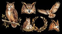 Six detailed owl illustrations isolated on transparent background, ready for stickers, t-shirt design, sublimation, and print on demand clipart use.