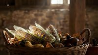 Fresh corn cobs in rustic wicker basket with warm sunlight streaming through window creating cozy farmhouse kitchen atmosphere for harvest cooking.
