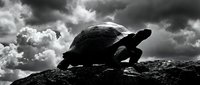 Dramatic black and white tortoise silhouette against stormy cloudy sky on rocky surface creating powerful nature composition for wildlife photography.