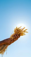 Farmer holding golden wheat ears against clear blue sky, celebrating harvest season and agricultural success for farming and food production concepts.