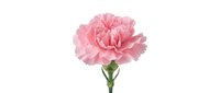 Pink carnation flower with ruffled petals on green stem isolated on white background for floral design and decoration projects.
