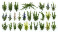 Collection of rosemary herb sprigs and branches isolated on white background for culinary design and natural cooking ingredients.