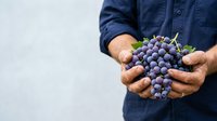Farmer in blue denim shirt holding fresh purple grapes with green leaves, harvested produce for agriculture, farming, and food industry use.
