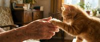 An elderly person with wrinkled hands gently touches paws with an orange tabby cat indoors, capturing a tender moment of human-animal connection and companionship in a warm home setting.