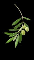 Fresh olive branch with green olives and leaves, isolated on transparent background. Great for t-shirt design, stickers, clipart, print on demand, and sublimation projects.