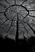 Weathered tree stump cross-section showing natural growth rings and deep cracks in dramatic black and white monochrome photography for rustic design projects.
