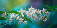 Delicate white jasmine flowers with orange centers bloom on green branch against dreamy blue and purple bokeh background.